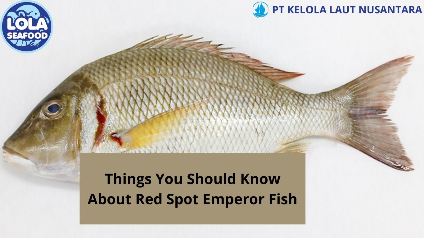 Things You Should Know About Red Spot Emperor Fish